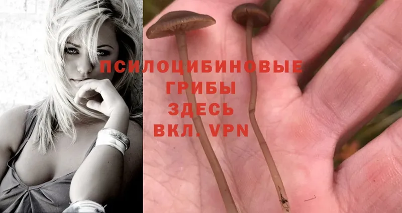 Галлюциногенные грибы MAGIC MUSHROOMS  где можно купить   Нижний Ломов 